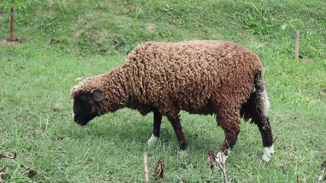 A fat sheep grazing on grass