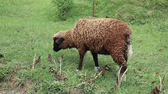 A fat sheep grazing on grass
