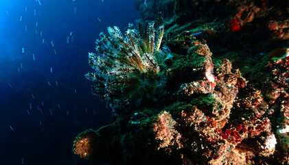 Underwater photo of a feather sea star at a coral reef. From a scuba dive in the Andaman Sea in the south of Thailand © Johan