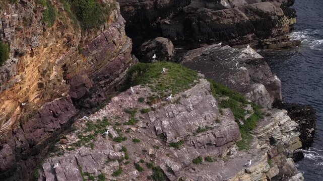 Seagull birds perched on limestone cliff French riviera Cape of the Goat Crozon Peninsula France
