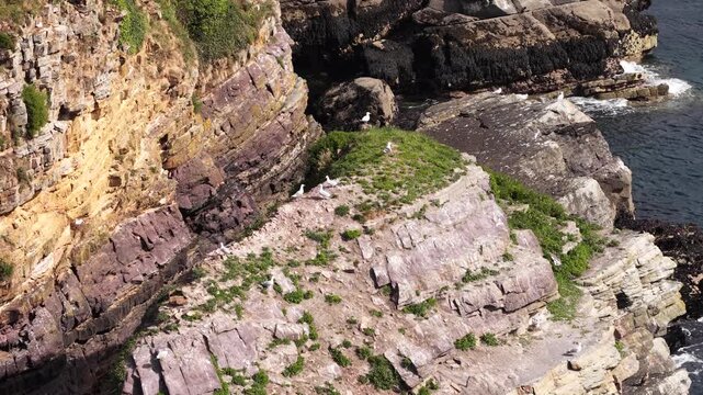 Limestone cliff with seagull birds Cape of the Goat Crozon Peninsula France nature