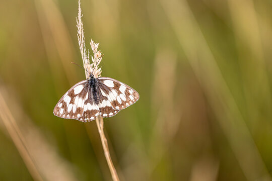 Marbled white butterfly (Melanargia galathea) blending into its natural outdoor habitat, clinging to a dried grass seed head in a summer meadow