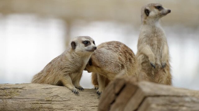 Group of meerkats gathered on wooden structure displaying social behavior playfully helping and cleaning body