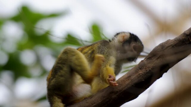 Common squirrel monkey perched on tree branch in lush zoo habitat in Belgium
