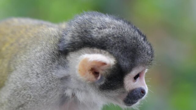 Close details of common squirrel monkey showing facial details in zoo habitat