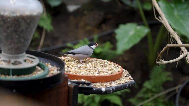 Java sparrow feeding on seeds at feeder inside lush tropical aviary