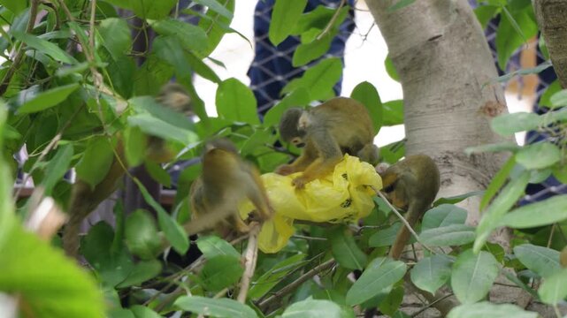 Group of small monkeys interacting with a yellow bag among leafy branches in zoo habitat