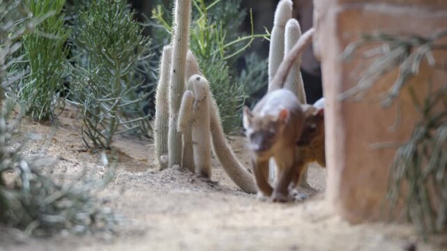 Fossa walking through sandy habitat inside zoo enclosure with curated natural surroundings, small arched backs