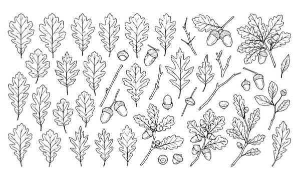 Botanical Oak Leaf Outline Collection Hand Drawn Vector Illustration