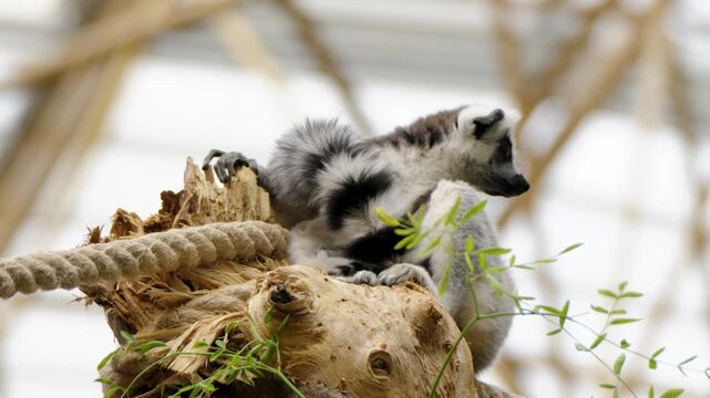 Ringtailed lemur sits alert on weathered log, rope nearby, soft diffused light.