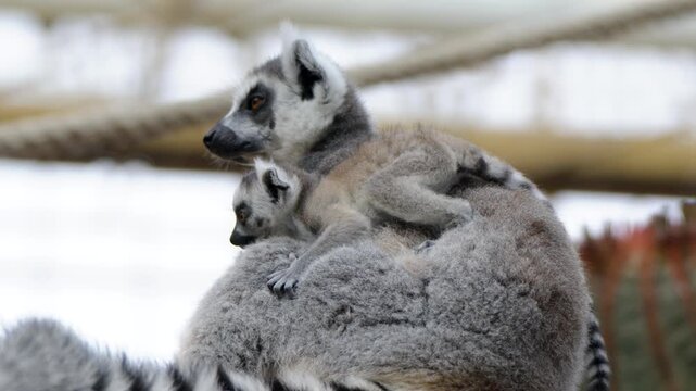 Ring-tailed lemur mother esting with its small baby clinging to its back, captured in their habitat at the Pairi Daiza zoo in Belgium