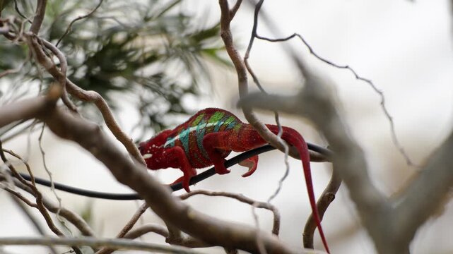 Colorful chameleon explore enclosures at Pairi Daiza zoo, Belgium.