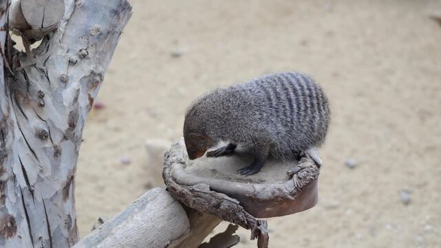 Banded mongoose foraging for food on a wooden feeding platform in its habitat at the Pairi Daiza zoo in Belgium
