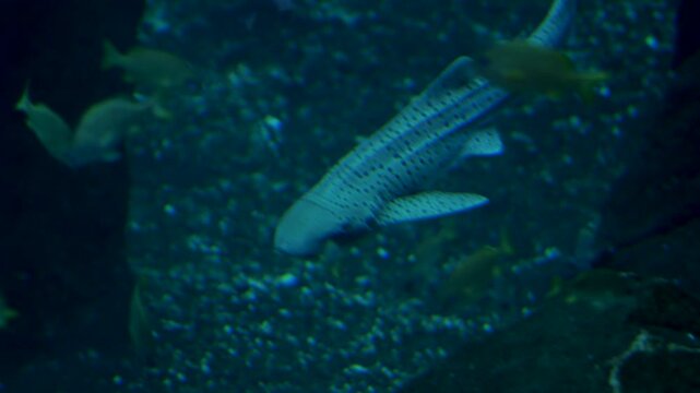 Zebra Shark Underwater Closeup View of Spotted Leopard Shark in Aquarium Tank