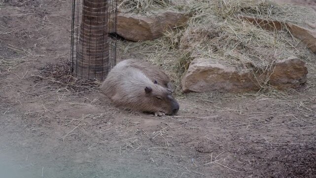 Large capybara lies relaxed on dry ground surrounded by hay, rocks and fence post.