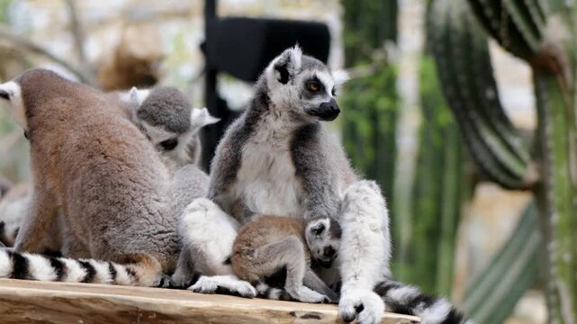Group of ring-tailed lemurs, featuring a mother holding her small baby, sitting on a wooden platform in their enclosure at the Pairi Daiza zoo in Belgium