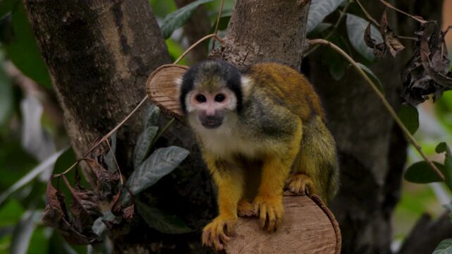 Squirrel monkey sits alert on a cut log amid tropical foliage, Pairi Daiza zoo.