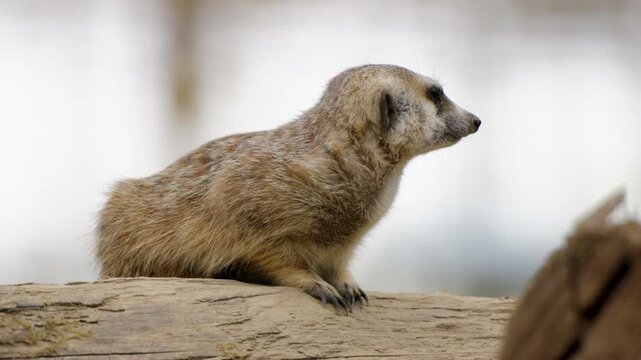 Meerkat perched on wooden log turns head alertly against soft blurred background.