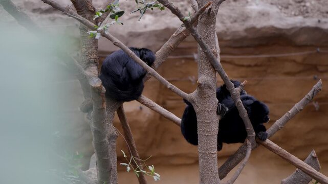 Two siamang gibbons rest motionless on tree branches inside a sandy zoo enclosure.