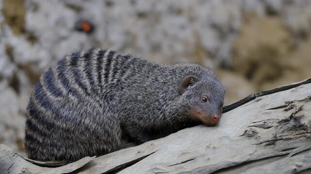 Young banded mongoose crouches on weathered log, zoo enclosure, Belgium.