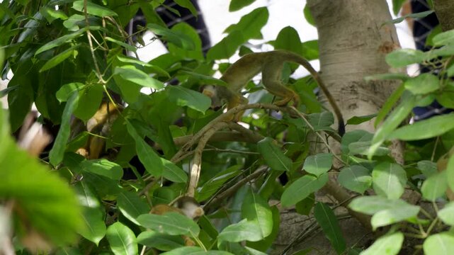 Small squirrel monkeys actively climbing and playing within the lush green foliage of a tree at the Pairi Daiza zoo in Belgium