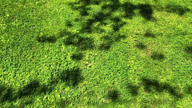Green ground cover plants with tree shadows swaying in wind