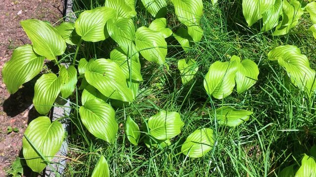 Hosta leaves swaying gently in the breeze outdoors