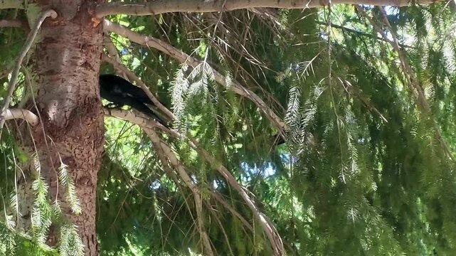 Two crows perched in leafy tree with branches swaying