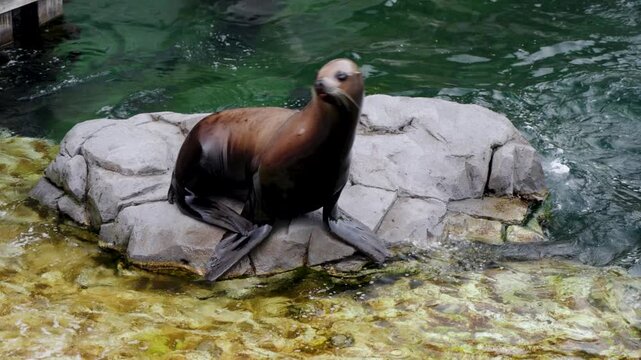 California sea lion leaping out of water, resting on rocky ledge beside green pool at Pairi Daiza zoo