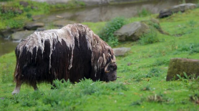 Muskox Grazing on Green Grass Slope inside Pairi Daiza Zoo Belgium Handheld View