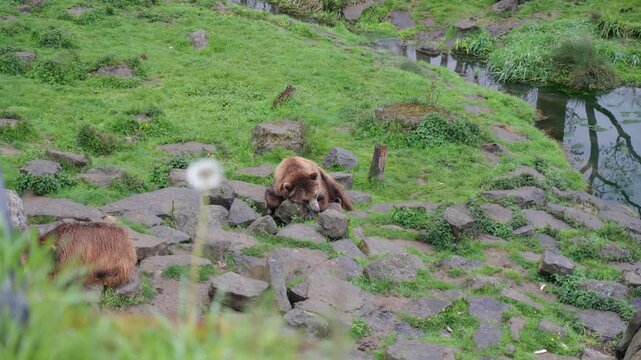 Brown Bears Sleeping on Rocks in Meadow inside Pairi Daiza Zoo Belgium Handheld View