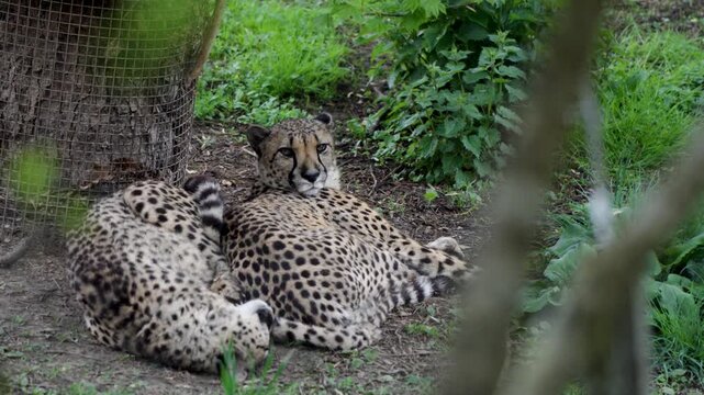 Cheetahs Lying Together and Relaxing inside Pairi Daiza Zoo Belgium Handheld View