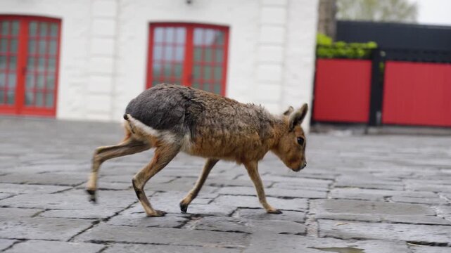 Patagonian Mara Walking across Cobblestone Plaza inside Pairi Daiza Zoo Belgium Handheld Tracking