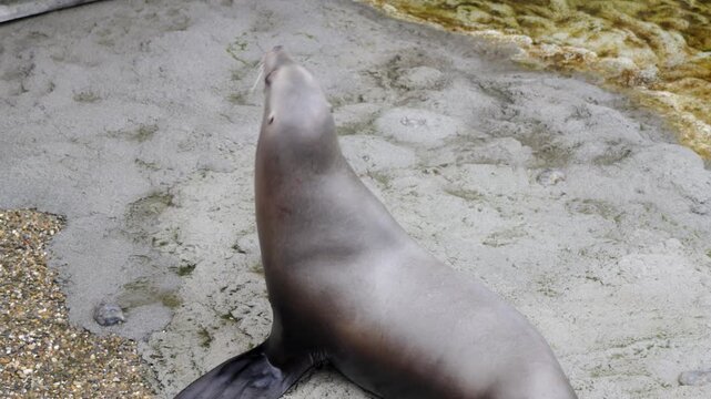 California sea lion standing on wet ground waddling back and forth inside zoo enclosure at Pairi Daiza