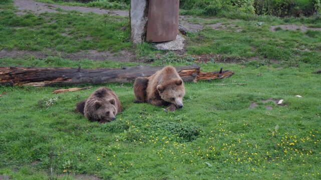 Two brown bears resting on a grassy meadow in their habitat at Pairi Daiza Zoo, Belgium. The large mammals are observed relaxing in this natural enclosure.