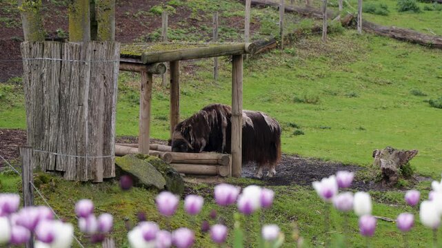 Musk ox standing beneath wooden shelter in grassy enclosure at Pairi Daiza zoo with tulip blossoms in foreground