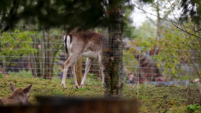 Fallow deer grazing on grassy enclosure beneath trees at Pairi Daiza zoo, telephoto separation