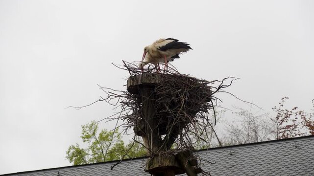 White Storks Building Nest with Branches on Elevated Platform inside Pairi Daiza Zoo Belgium Low Angle