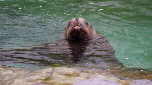 California sea lion swimming in clear green water at Pairi Daiza zoo enclosure, telephoto tracking of head before diving