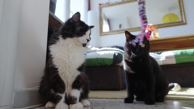 a floor plan showing two cats side by side &ndash; a black one with one eye and a blind black-and-white one &ndash; intrigued by a toy being waved in front of them. One eye for two