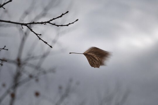 The last dry leaf swept from a branch by wind against a gray sky.