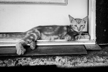 black and white photo of a kitten lounging © Jon