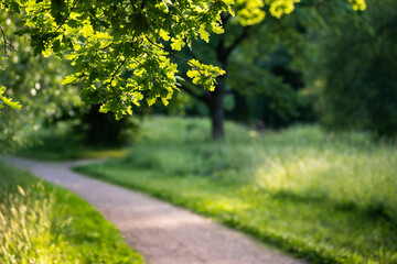 Naklejka premium Summer landscape in park. Oak tree with spreading branches, standing by pathway at sunset. English oak with lush foliage against the backdrop of footpath, blurred background. 