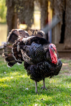 turkey fluffing up