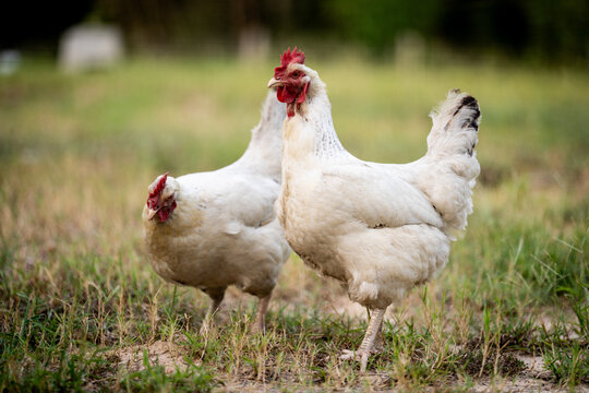 two white chickens