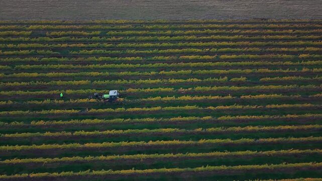 Panning drone video follows people working in front of a tractor removing nets on Organic Vineyard preparing for harvest season in South Otago New Zealand