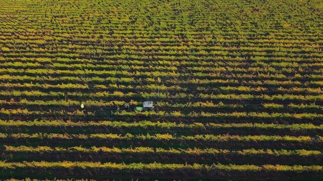 Drone follows workers during golden hour on a vineyard removing nets with a tractor preparing for harvest season. The nets are used for protecting the grapes from hungry birds. New Zealand.