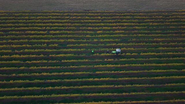 Static drone video shows people and a tractor equipped with specialized machinery working hard to remove protective nets off grapes on organic vineyard.