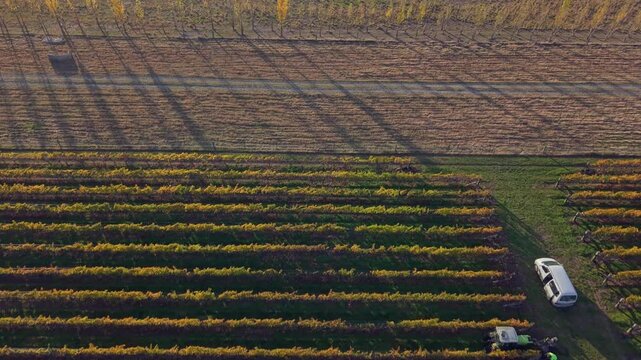 Drone reversing over New Zealand Vineyard revelas people working hard to remove bird nets with a tractor in the golden hour of stunning sunlight