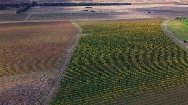 Drone flying over organic Vineyard In Autumn shows stunning contrast of natural seasonal colours in wide open space next to a dairy cow farm in New Zealand